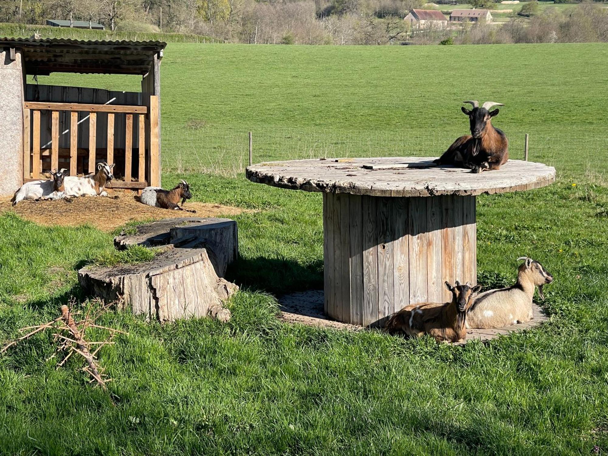 Masoe Des Chatards Neuilly-le-Réal Dış mekan fotoğraf